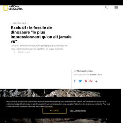 Exclusif : le fossile de dinosaure "le plus impressionnant qu'on ait jamais vu"