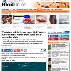 What does a dolphin use to get high? A toxic puffer fish that makes them lapse into a trance-like state