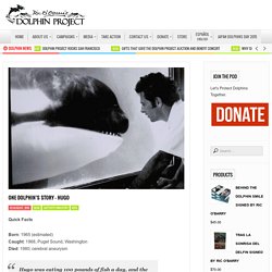 One Dolphin's Story – Hugo