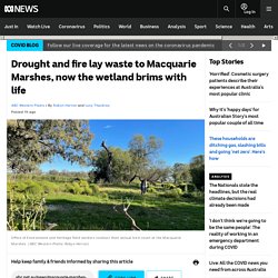 Drought and fire lay waste to Macquarie Marshes, now the wetland brims with life