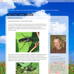 Wasp Wednesday: Great Black Wasp