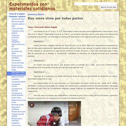 Hay seres vivos por todas partes - Experimentos con materiales cotidianos