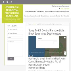 Little Black Sugar Ants Exterminators