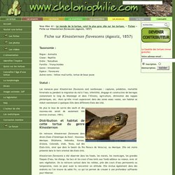 Fiche sur Kinosternon flavescens