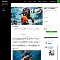 Funny Underwater Dogs