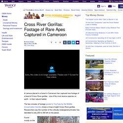 Cross River Gorillas: Footage of Rare Apes Captured in Cameroon