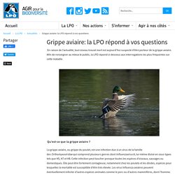 Grippe aviaire la LPO répond à vos questions