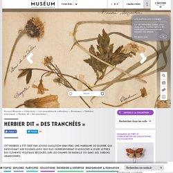 Herbier dit « des tranchées »