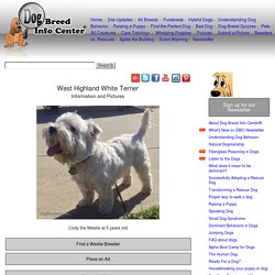 West Highland Terrier