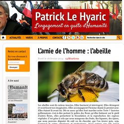 L’amie de l’homme : l’abeille