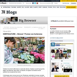 HORTICULTURE – Stressé ? Fumez vos hortensias