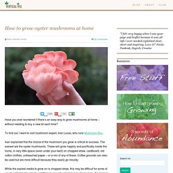How to grow oyster mushrooms at home