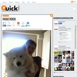 Huge dogs - Quick Bulletin