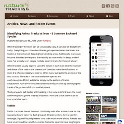 Identifying Animal Tracks in Snow – 5 Common Backyard Species – NatureTracking