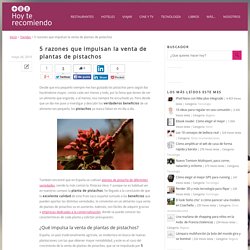 5 razones que impulsan la venta de plantas de pistachos