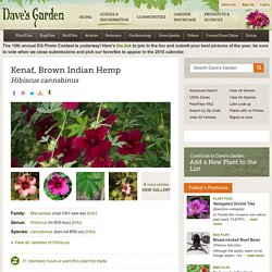 Kenaf, Brown Indian Hemp Hibiscus cannabinus