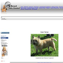Cairn Terriers