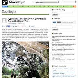 Hyper Intelligent Spiders Work Together to Lure, Trap and Eat Human Prey – Zooillogix