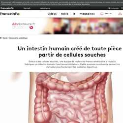 Un intestin humain créé de toute pièce à partir de cellules souches