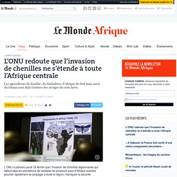 L’ONU redoute que l’invasion de chenilles ne s’étende à toute l’Afrique centrale