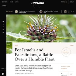 For Israelis and Palestinians, a Battle Over a Humble Plant