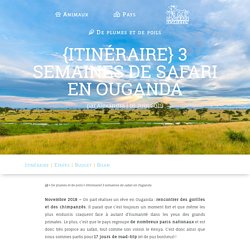 La girafe et le grizzly