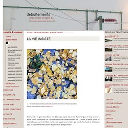 la vie insiste