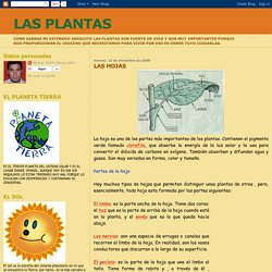 LAS PLANTAS: LAS HOJAS