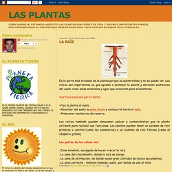 LAS PLANTAS: LA RAÍZ