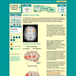 LE CERVEAU À TOUS LES NIVEAUX!