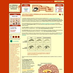 LE CERVEAU À TOUS LES NIVEAUX!
