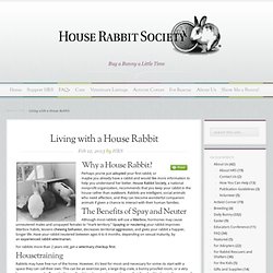 Living with a House Rabbit