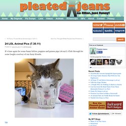 24 LOL Animal Pics (7.30.11)