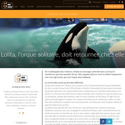 Lolita, l'orque solitaire, doit retourner chez elle - One Voice