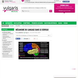 Mécanisme du langage dans le cerveau