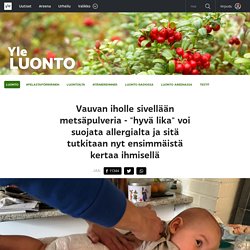 Vauvan iholle sivellään metsäpulveria - "hyvä lika" voi suojata allergialta ja sitä tutkitaan nyt ensimmäistä kertaa ihmisellä