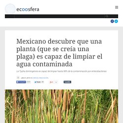 Mexicano descubre que una planta (que se creía una plaga) es capaz de limpiar el agua contaminada