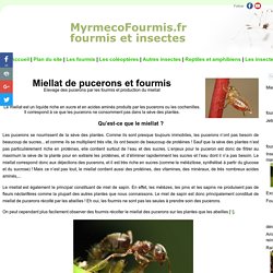 Miellat de pucerons et fourmis