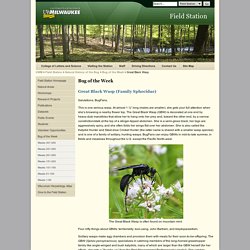 Field Station - Great Black Wasp