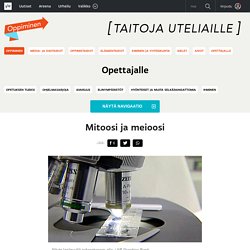 Mitoosi ja meioosi
