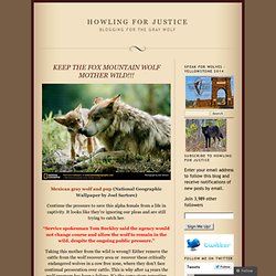 KEEP THE FOX MOUNTAIN WOLF MOTHER WILD!!!