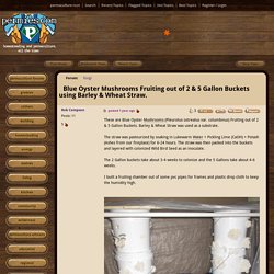 Blue Oyster Mushrooms Fruiting out of 2 & 5 Gallon Buckets using Barley & Wheat Straw. (fungi forum at permies)