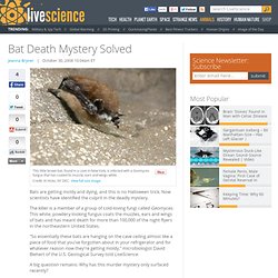 Bat Death Mystery Solved