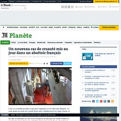 Un nouveau cas de cruauté mis au jour dans un abattoir français