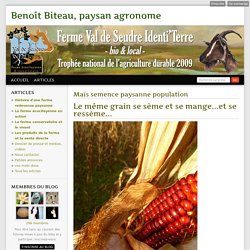 Maïs semence paysanne population - Benoît Biteau, paysan agronome