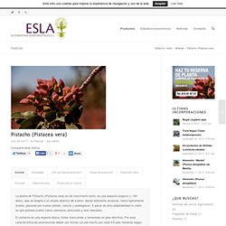 Planta de Pistacho (Pistacea vera) - Agroforestal ESLA