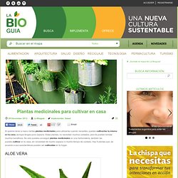 Plantas medicinales para cultivar en casa