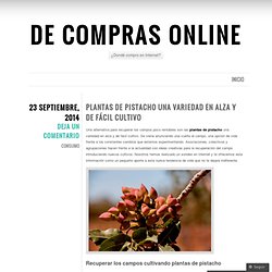 Plantas de pistacho una variedad en alza y de fácil cultivo