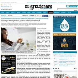 El hongo ‘come plástico’, posible solución ambiental