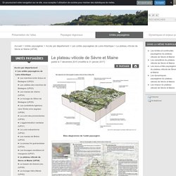 Le plateau viticole de Sèvre et Maine